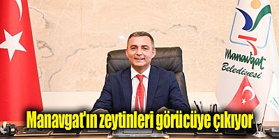 Manavgat'ın zeytinleri görücüye çıkıyor
