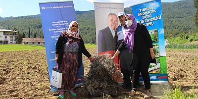 Manavgat’ta lavanta fidesi dağıtıldı