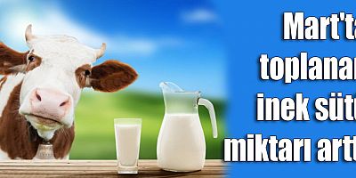 Mart'ta toplanan inek sütü miktarı arttı