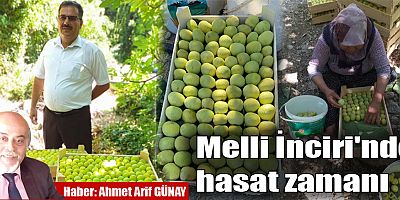 Melli İnciri'nde hasat zamanı..
