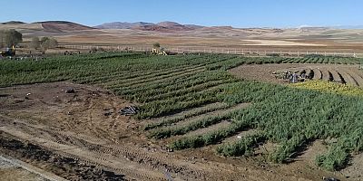 Milli Ağaçlandırma Günü için fidanlar hazır