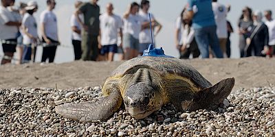 Miner Turtle Projesi: Caretta caretta’ların göç rotalarına uydu takibiyle ışık tutuluyor