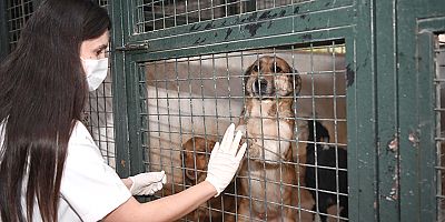 Minik patilere sıcak yuva