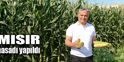 Mısır hasadı yapıldı
