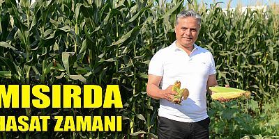 Mısırda hasat zamanı