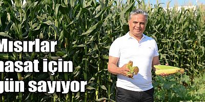 Mısırlar hasat için gün sayıyor
