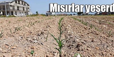 Mısırlar yeşerdi