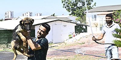 Muratpaşa’dan patili dostlara serin dokunuş