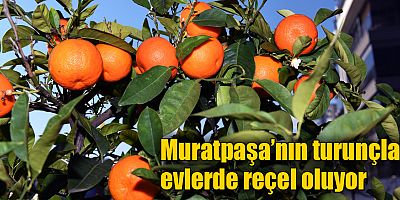 Muratpaşa’nın turunçları evlerde reçel oluyor