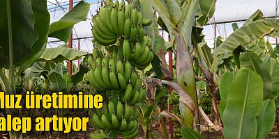 Muz üretimine talep artıyor