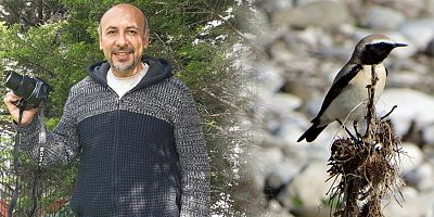 Nadir çöl kuyrukkakanı Antalya’da görüntülendi