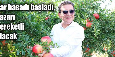 Nar hasadı başladı