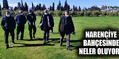 Narenciye bahçesinde neler oluyor?