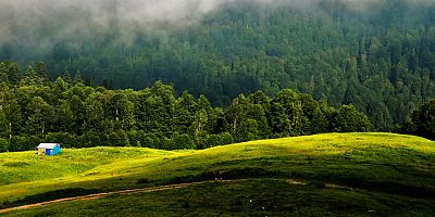 OGM her yıl 300 milyon yeni fidan dikiyor