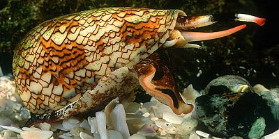 Ölümcül tür Koni salyangozlarına dikkat