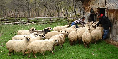 Orman Köylüsüne 354 milyon TL destek