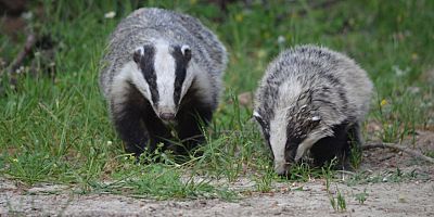 Orman yangınlarından hayvanlar da büyük zarar görüyor
