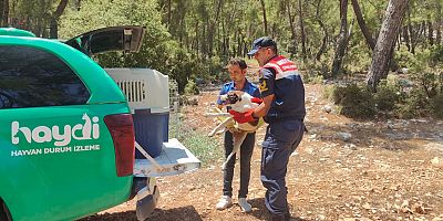 Ormanda bulunan yaralı köpek tedavi ettirildi