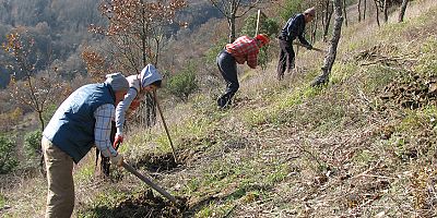 Ormanı Gençleştirme Yangınların Etkisini Azaltıyor