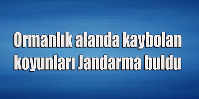 Ormanlık alanda kaybolan koyunları Jandarma buldu