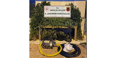 Ormanlık alanda uyuşturucu madde ele geçirildi