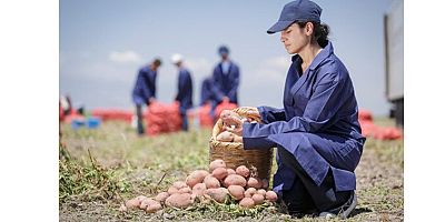 Patates Üretiminin %89’u Yenileyici Tarım Uygulamalarıyla Gerçekleşiyor
