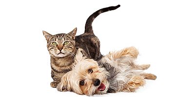 Patili Dostlarımızı Kanserden Koruyalım, Evde Sigara İçmeyelim!