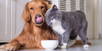 Pet sektörü yeni pazar arayışı ile ihracatını 400 milyon dolara çıkaracak