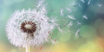 Polen Alerjisi Baharı Kabusa Çevirmesin