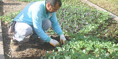 Rengarenk çiçekler toprakla buluşuyor