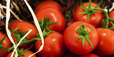 Rusya Türk domatesinin kotasını 250 bin tona çıkardı