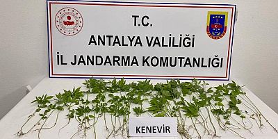 Saksıda kenevir yetiştiren şahıs yakalandı