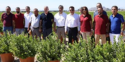 Saksıdan doğan servet: Maviyemiş