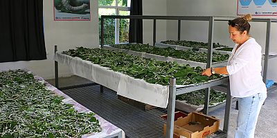 Sapadere İpek Böcekleriyle yeniden canlanıyor