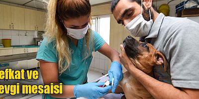 Şefkat ve sevgi mesaisi