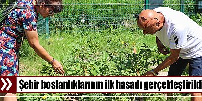 Şehir bostanlıklarının ilk hasadı gerçekleştirildi