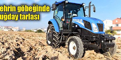 Şehrin göbeğinde buğday tarlası