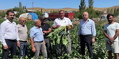 Şeker pancarı çiftçisi fiyat bekliyor