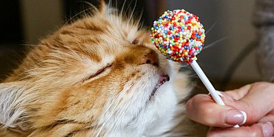 Şeker tüketimi evcil dostların sağlığı için tehdit oluşturuyor