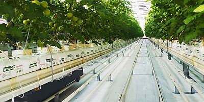 Seralar, Yağmur Hasadı ile Su Kaynakları Üzerindeki Baskıyı Azaltıyor