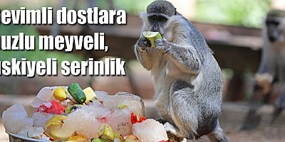 Sevimli dostlara buzlu meyveli