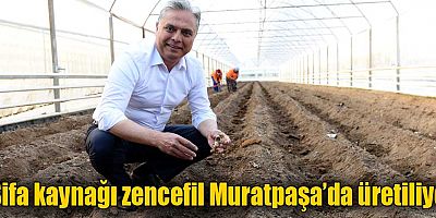 Şifa kaynağı zencefil Muratpaşa’da üretiliyor