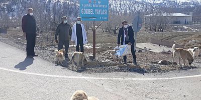 Sokak hayvanları Alanya Belediyesi ile güvende...