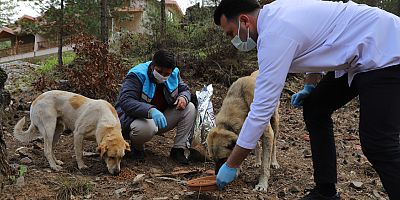 Sokak hayvanları Alanya Belediyesi ile güvende