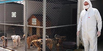 Sokak hayvanları için 80 yeni beslenme ünitesi oluşturuldu