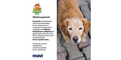 Sokak hayvanları için Kurtaran Ev ve Mavi İş birliği