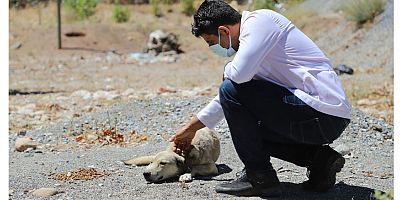 Sokak hayvanları için yaylalarda hummalı çalışma