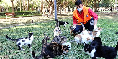 Sokak hayvanlarına her gün mama