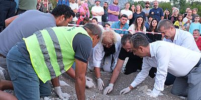 Son caretta caretta yuvaları açıldı