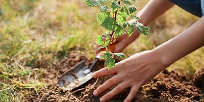 Sonbaharda bahçe bakımı nasıl yapılır?